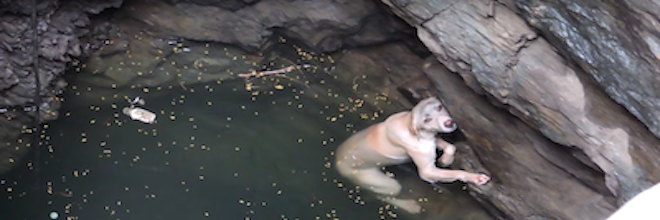 Záchranná akce topícího se labradora v Indii (VIDEO)