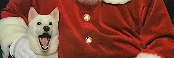 Pes si zamiloval plyšáka Santa Clause, jeho reakce na živého Santu obletěla USA