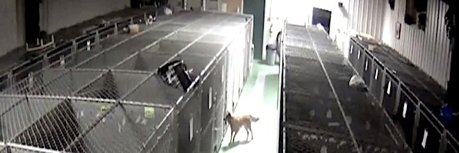 Fenka utekla z kotce, aby utišila kňučící štěňata