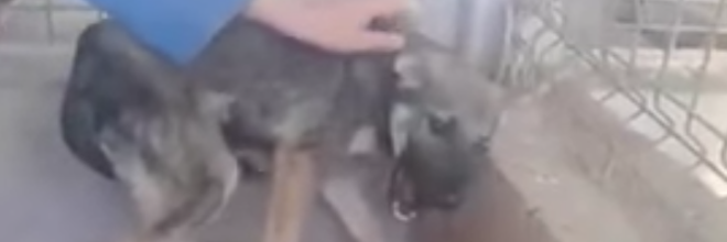 Byl týraný, děsil se lidského doteku, nyní je z něj šťastný mazel