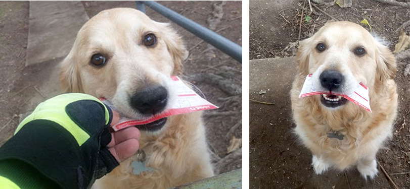 Zlatý retrívr miluje nošení pošty, ale co když žádná nepřijde?