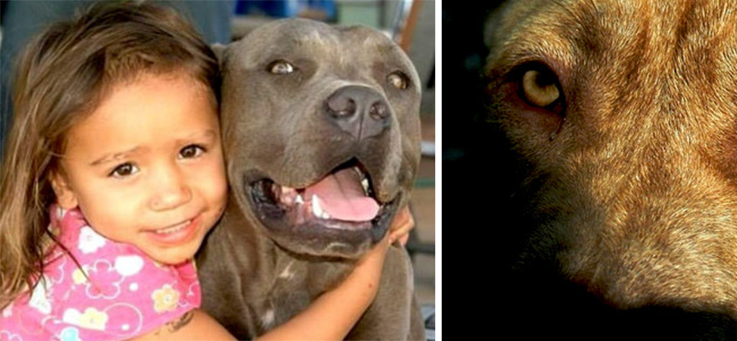 NÁZOR: Lidé si psy nezaslouží