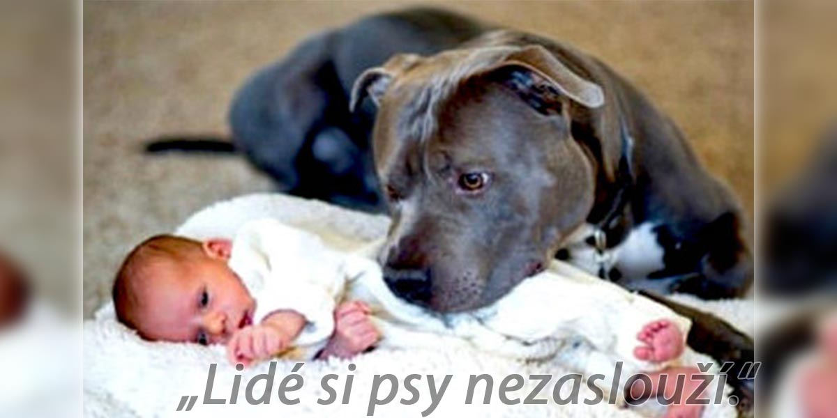 Názor: Lidé si psy nezaslouží a nezáleží na plemeni