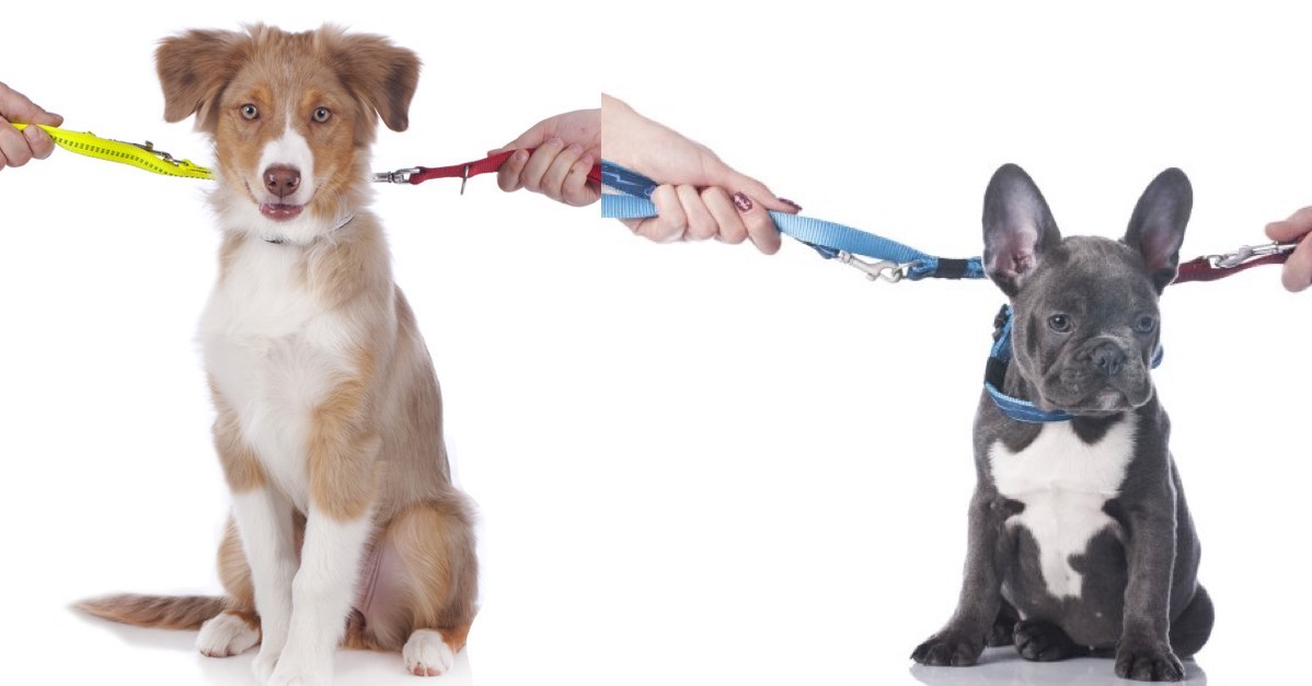 Pes po rozvodu, existuje střídavá péče?