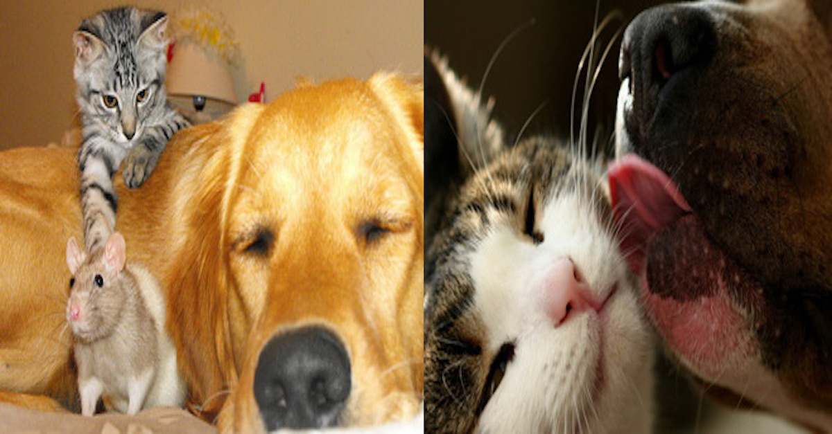 Pro zvířata všechno: Jak vzniká záchranná stanice?