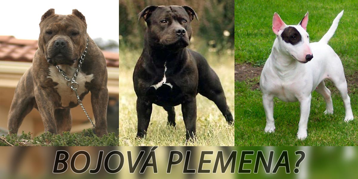 Důkaz, proč bojová plemena neexistují. Existují pouze špatní lidé