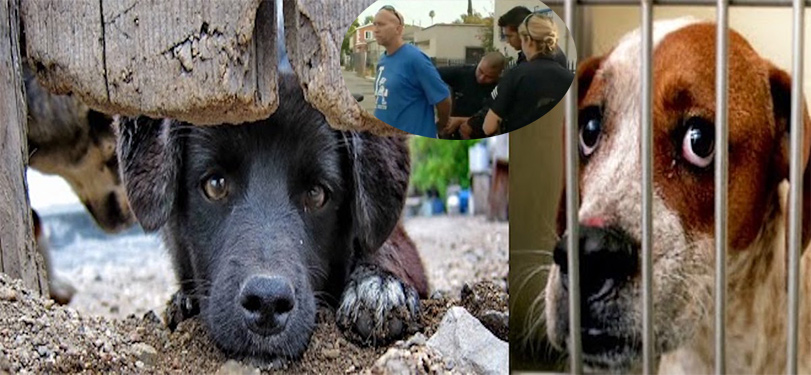 Za osvobození psa skončil ve vězení