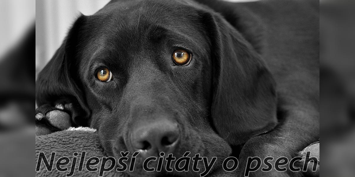 5+ citátů o psech, které si zapamatujete ツ