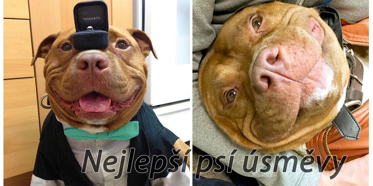 Pes se nemohl přestat smát poté, co byl adoptován z útulku