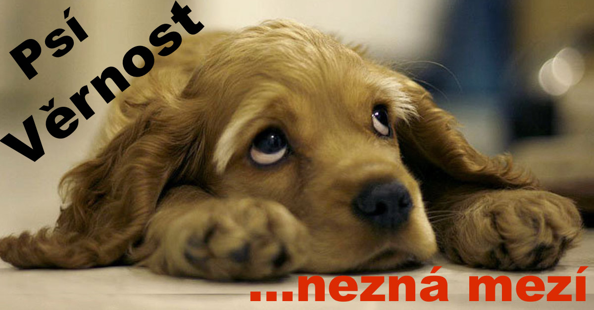 Věrný pes čeká na páníčka každý den, ale ten už se nevrátí