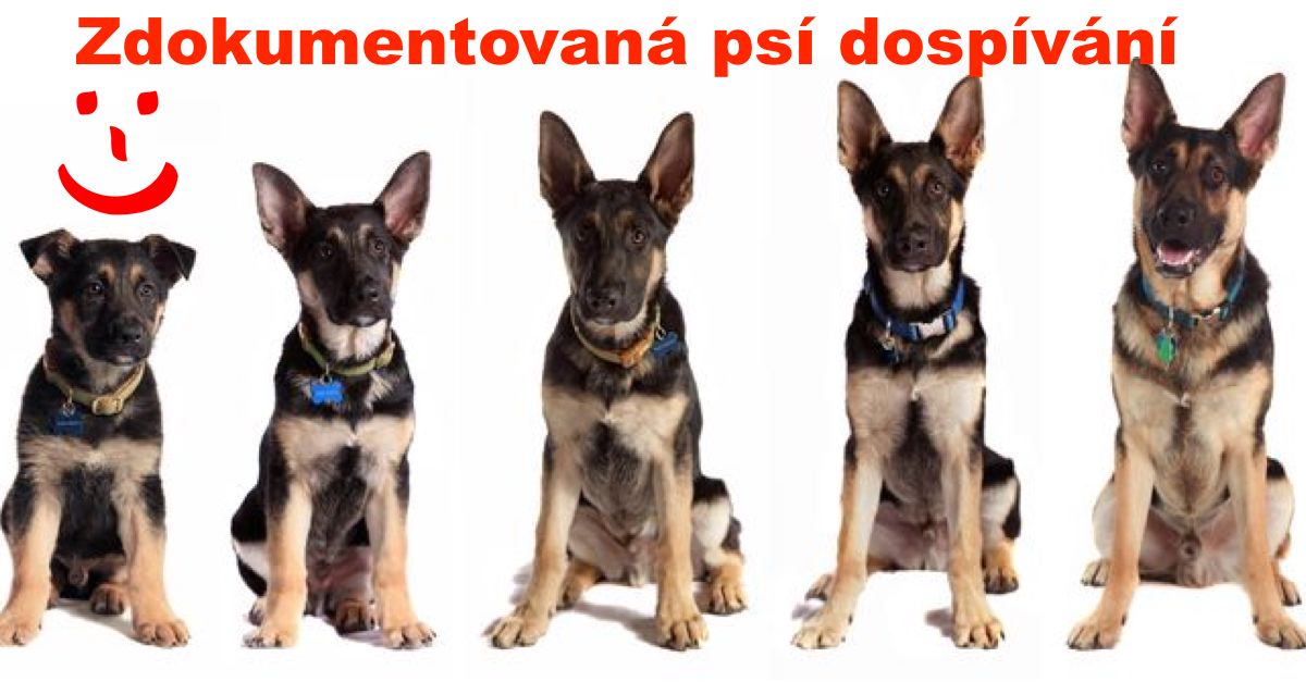 22+ PŘED a POTÉ: Pejskaři dokumentují vyrůstání svých čtyřnohých přátel