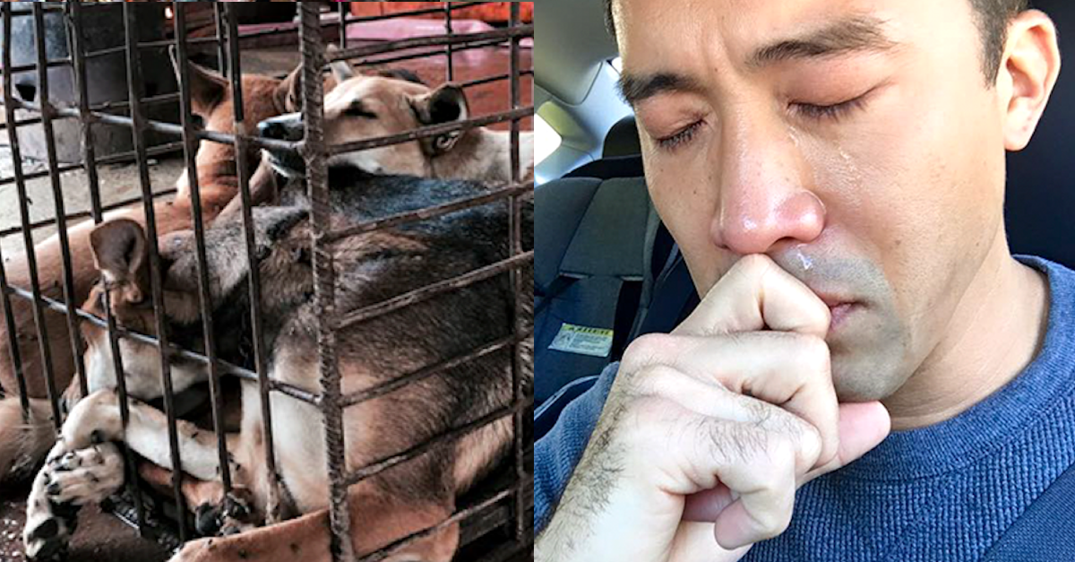 Zachránil 1000 psů z čínského festivalu, byl i zbit a zadržen