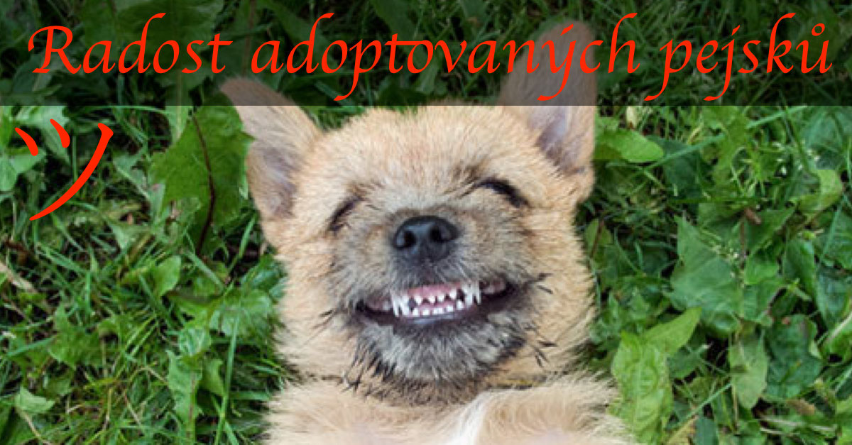15+ chlupáčů první den z útulku: Když je uvidíte, další den adoptujete také ツ