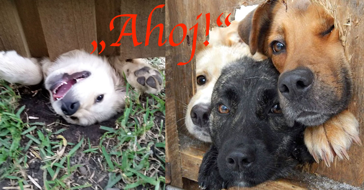 10+ psů, kteří jen chtěli říct „Ahoj!“