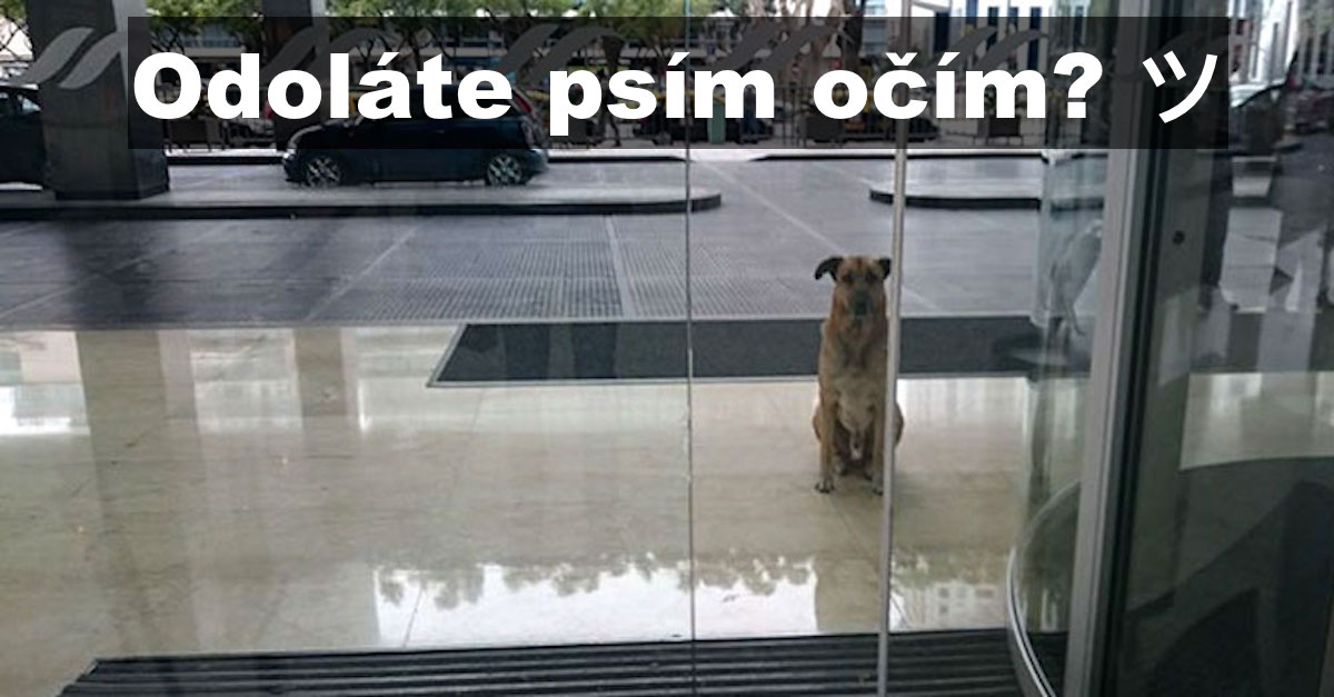 Letuška se ujala pejska, který na ní odmítal přestat čekat v zahraničí před hotelem