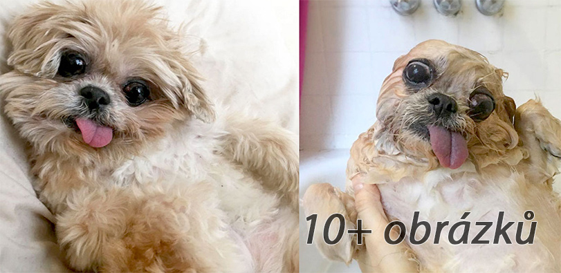 10+ zábavných psů PŘED a PO koupání