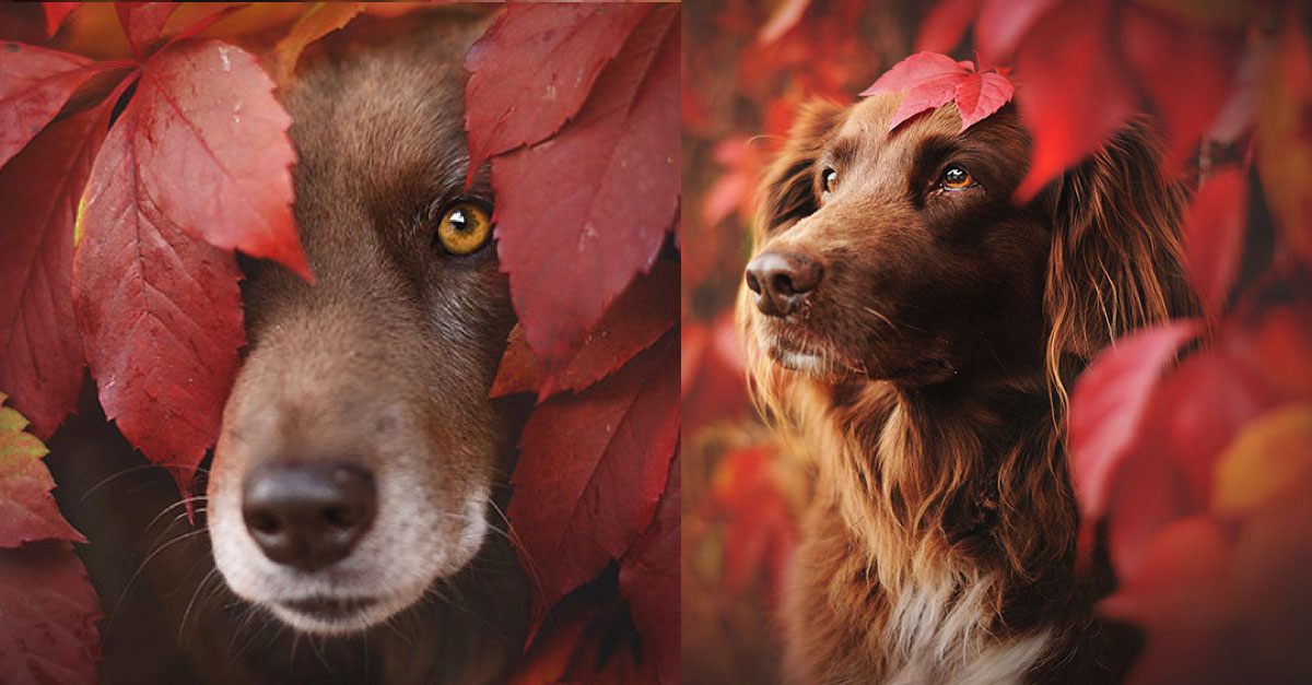 Fotografka zachytila úchvatné okamžiky, jak si psi užívají podzim