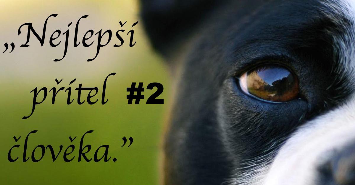 10+ úžasných citátů o psech a lidech #2 ツ
