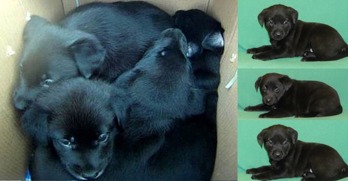 Neznámý majitel nechal v Brně opuštěná 4 měsíční štěňátka, pomozte jim najít nové majitele