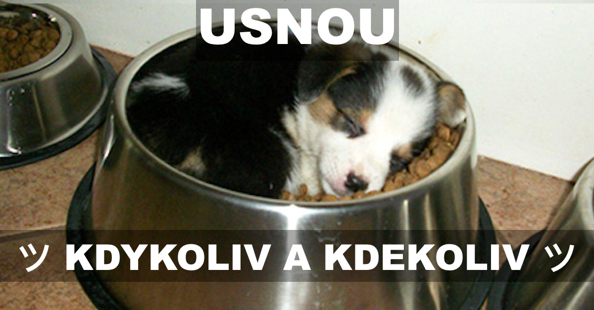 22+ štěňat, která mohou spát kdykoliv a kdekoliv ツ
