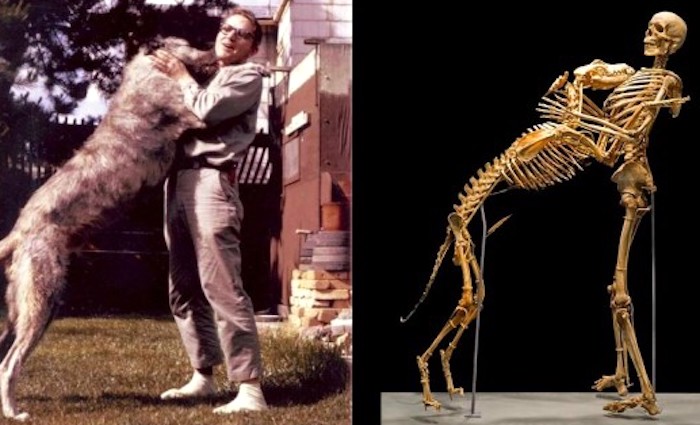 Antropolog daroval svoje tělo i tělo svého psa do muzea