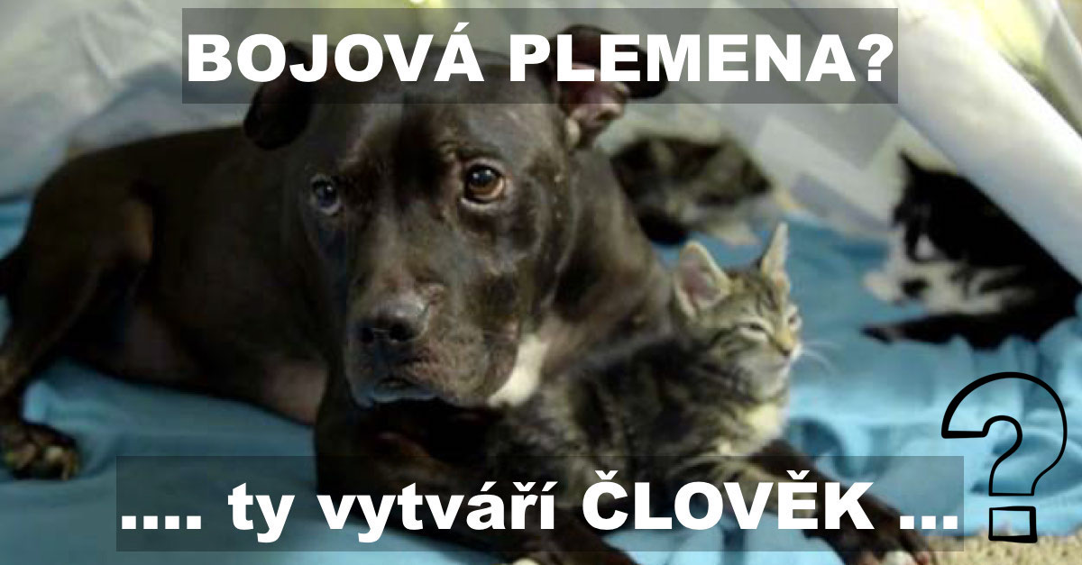 Zachránil pitbula ze psích zápasů, nyní je z něj domácí mazel