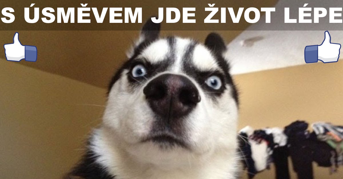 10+ psů, kteří Vás zaručeně rozesmějí! ツ
