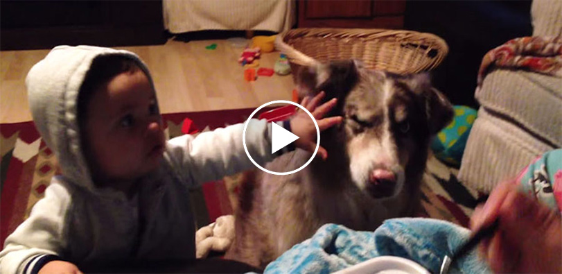 Rodiče učí dítě říct „máma“, ale pes promluví první! (VIDEO)
