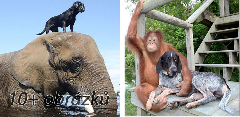 10+ neobvyklých přátelství, která jsou dokonale rozkošná
