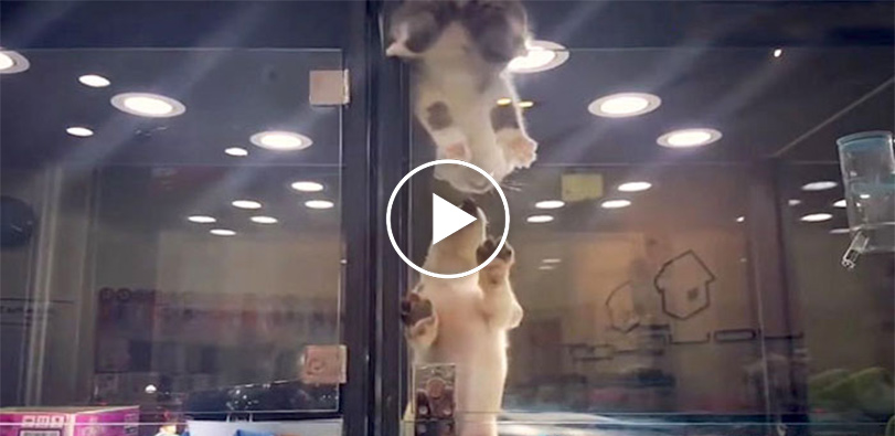 Kotě uteklo z klece, aby se dostalo za opuštěným psím kamarádem