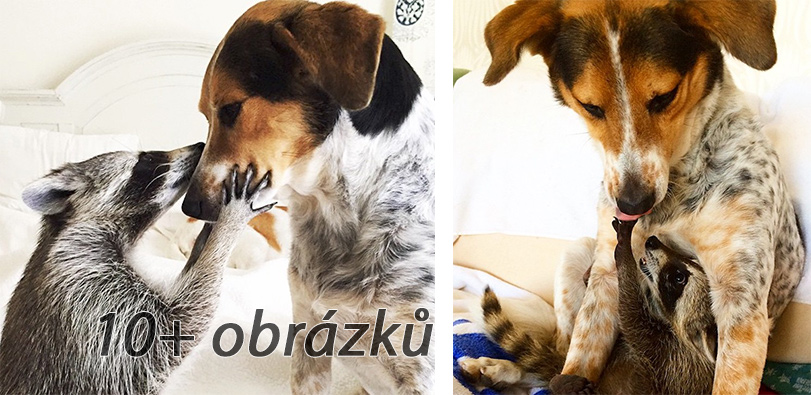Sirotek mývala zachráněn rodinou se psy, nakonec si myslí, že je také pes