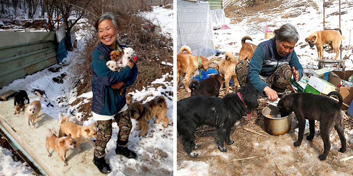 26 let žije jen pro psy, hrobníkovi z lopaty vzala více než 200 psů