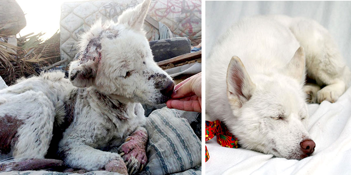 11x PŘED a POTÉ: proměny zachráněných psů