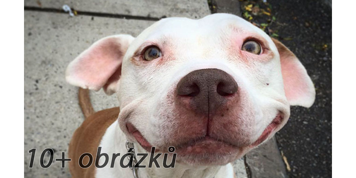 Ztracený pitbul se nemohl přestat smát poté, co byl zachráněn z ulice