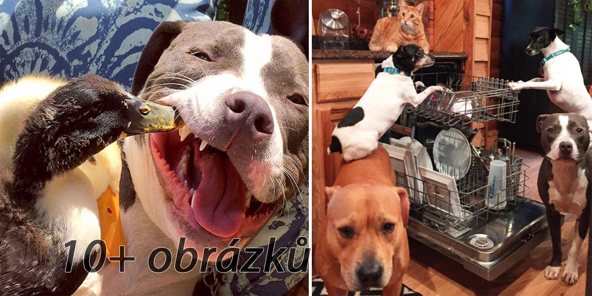 Zachránili 7 zvířat, takhle dnes žijí! ツ