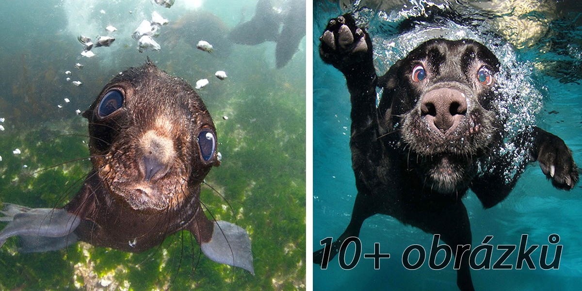 Tuleň je vlastně mořské štěně! ツ