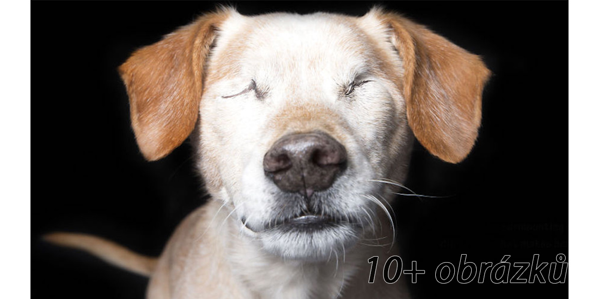 Perfektní nedokonalosti: fotograf zachycuje krásu psů s postižením