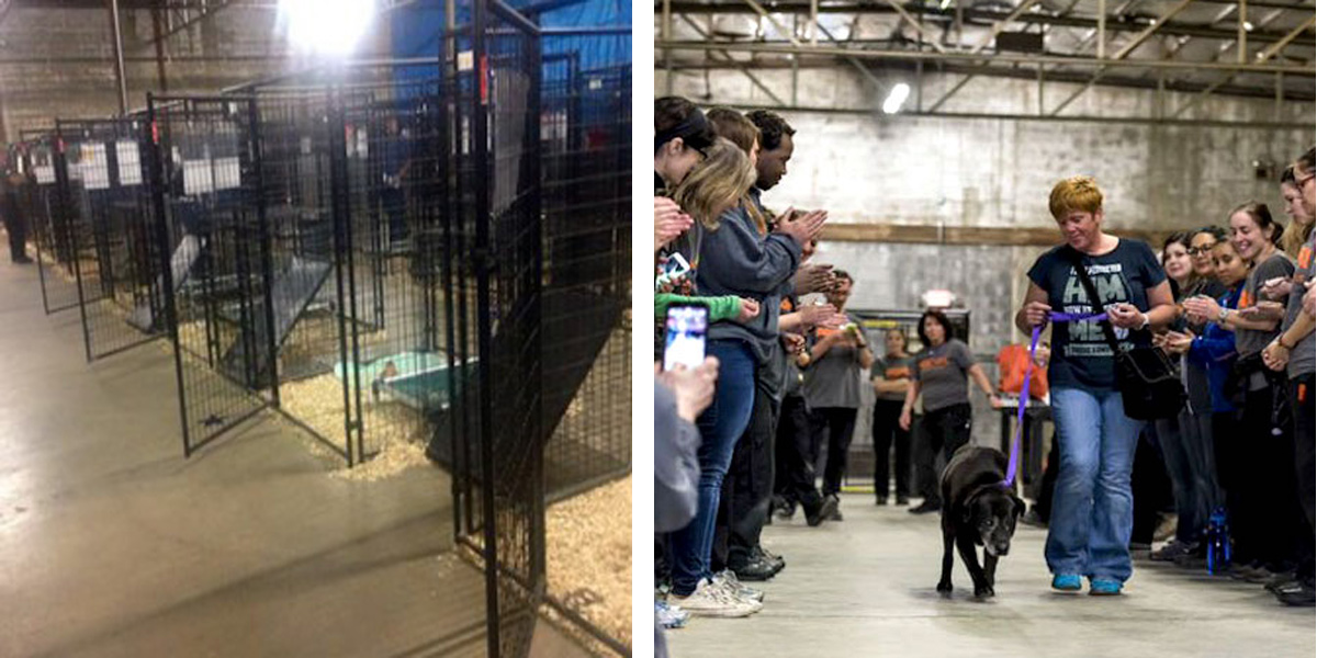 524 psů a koček se zúčastnilo velkolepé adoptivní události a všichni našli nový domov!