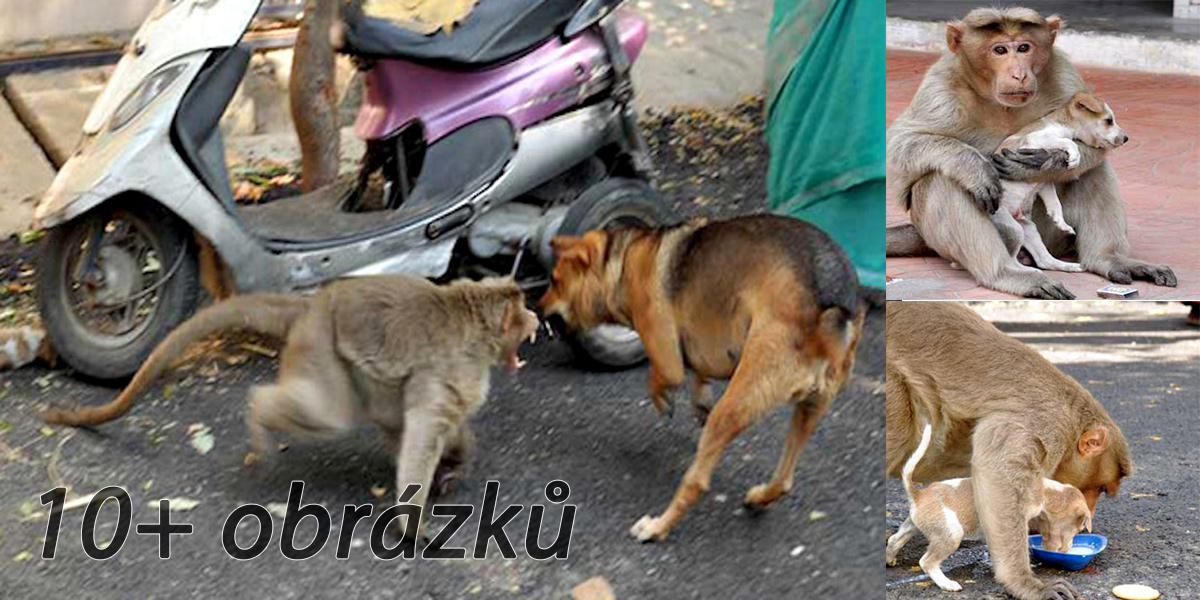 Opice zachránila opuštěné štěně, ujala se ho a nechává mu i vlastní jídlo