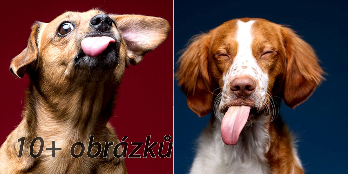 13 úžasných fotografií psů, kteří ochutnali burákové máslo