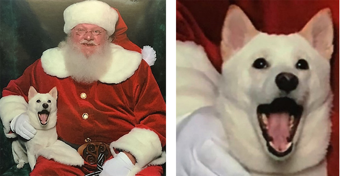 Pes si zamiloval plyšáka Santa Clause, jeho reakce na živého Santu obletěla USA