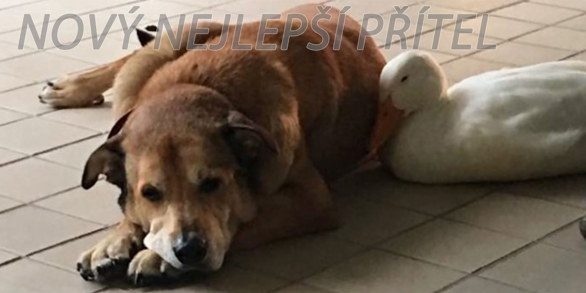 Po smrti nejlepšího přítele byl 2 roky v depresi, poté mu náladu zvedla tahle kachna ツ