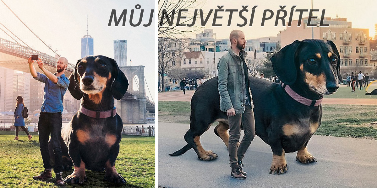„Kdyby moje malá fenka byla tak velká, jak si myslí, že je“