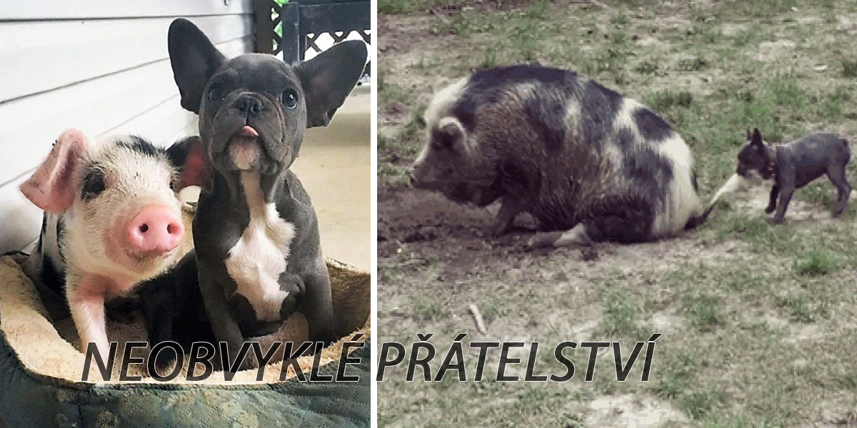 Zachráněné prasátko se ujalo francouzského buldočka, nyní jsou nerozdělitelní
