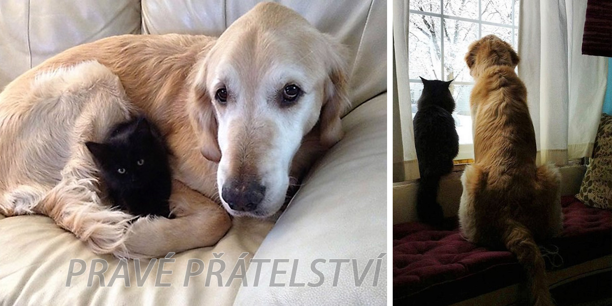 Pes ztratil svoji nejlepší kočičí kamarádku kvůli rakovině, ale poté dostal úžasné kotě ツ