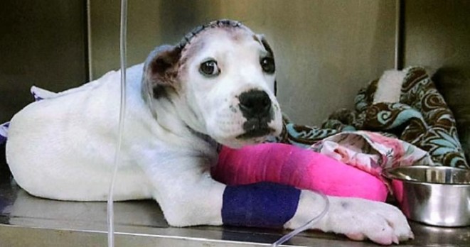Zachráněný pes chlácholí svého zraněného kamaráda, který si také prošel peklem