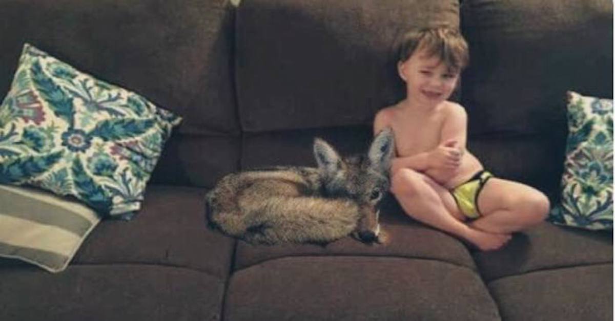 Manželka sdělila svému muži, že zachránila opuštěné štěně, ale na fotografiích byl kojot, manžel se vážně vyděsil