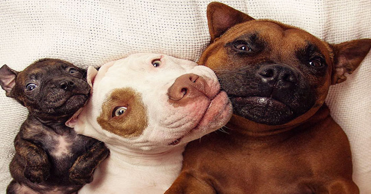 Záchranářští psi adoptovali kachny a teď i Bramboru! ツ