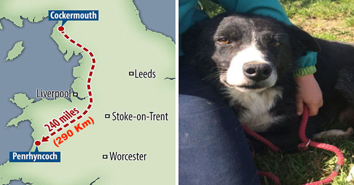 Smutný pes ušel 290 km během 12ti dní, aby znovu uviděl svého majitele
