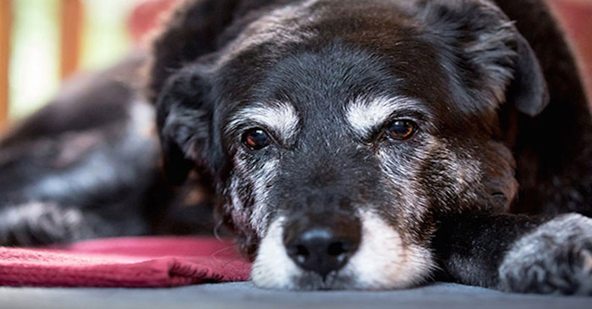 Nejstarší pes na světě zemřel ve věku 30ti let